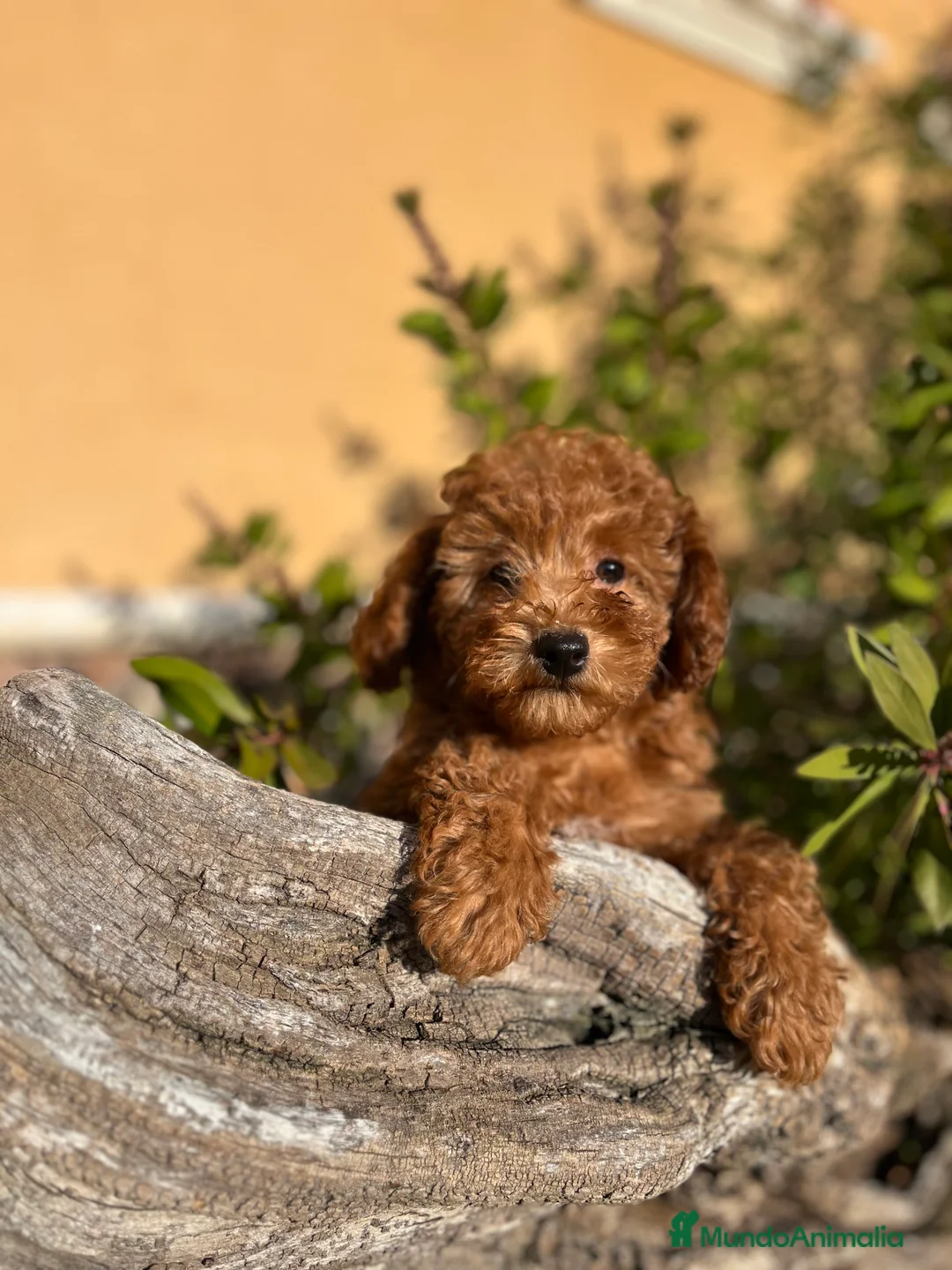 Caniche Enano perros en venta: Última caniche  - Anuncio 2