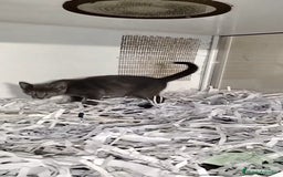 Cartujo gatos en venta: Cartujo  - Imagen 2