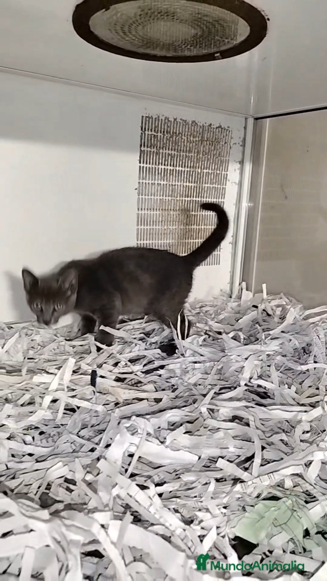 Cartujo gatos en venta: Cartujo  - Imagen 2