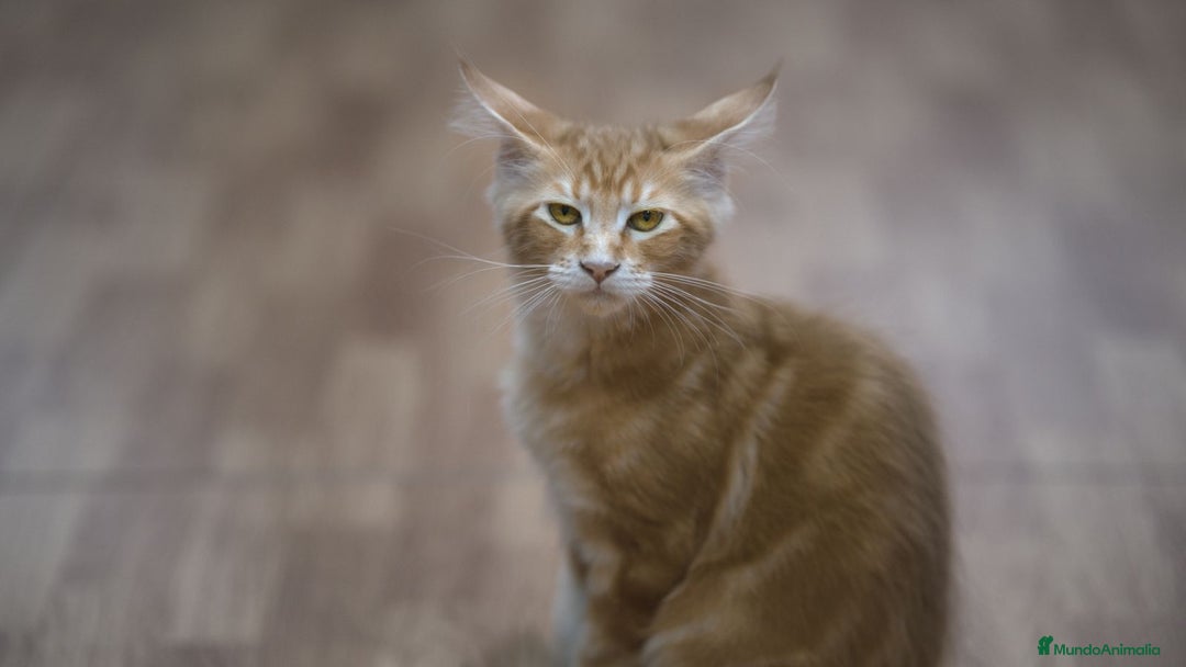 Maine Coon gatos en venta: Maine Coon Naranja Macho - Imagen 2