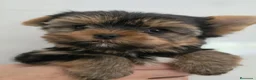 Yorkshire Terrier perros en venta: maravilloso Yorkshire  - Anuncio 5