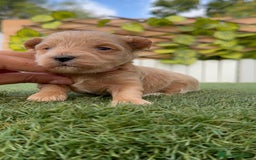 Maltipoo perros en venta: MALTIPOO - Imagen 9