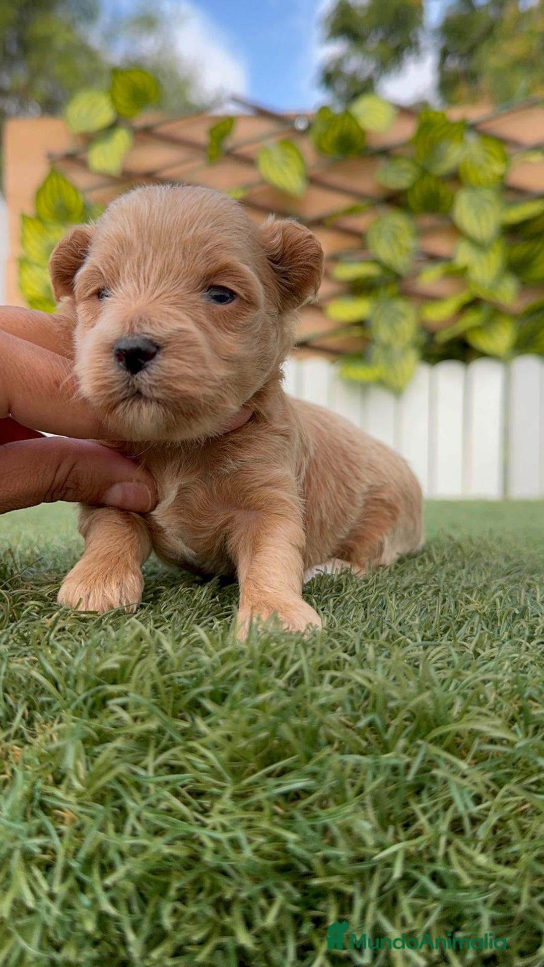 Maltipoo perros en venta: MALTIPOO - Imagen 9