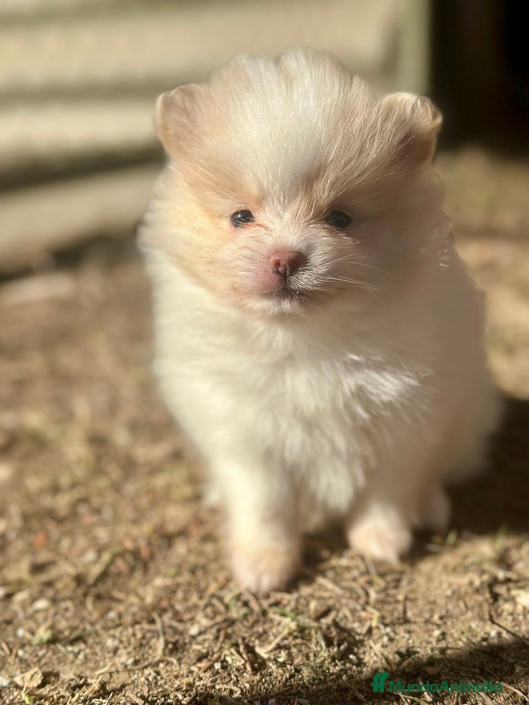 Pomerania perros en venta: Pomerania Minitoy  - Anuncio 1