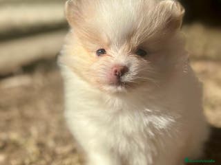 Pomerania perros Pomerania Minitoy - Anuncio 24