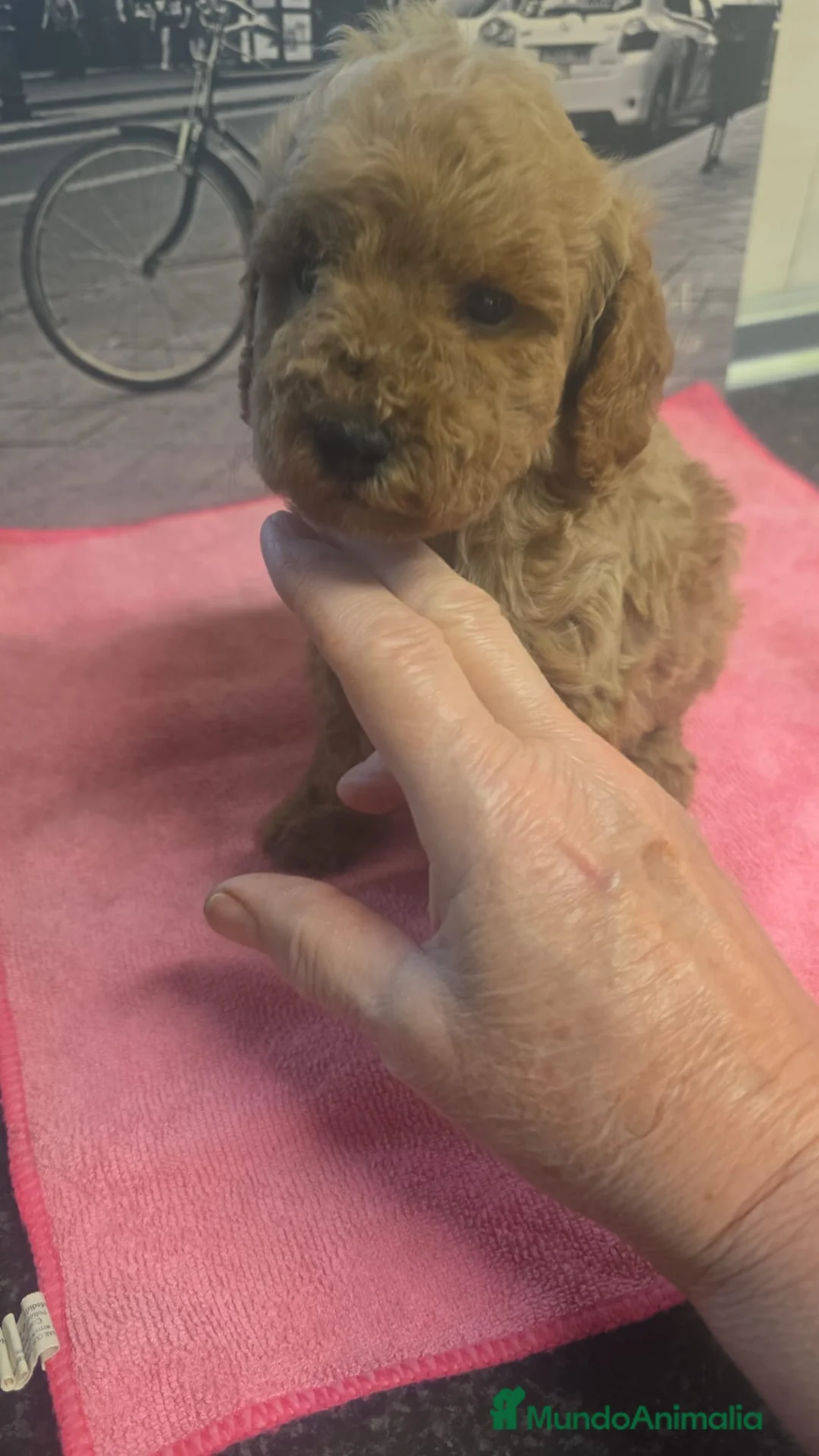 Caniche Toy perros en venta: Caniche Toy - Anuncio 1