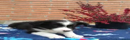 Border Collie perros en venta: Border collie.  - Anuncio 7