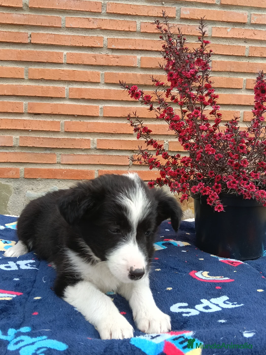 Border Collie perros en venta: Border collie.  - Anuncio 7