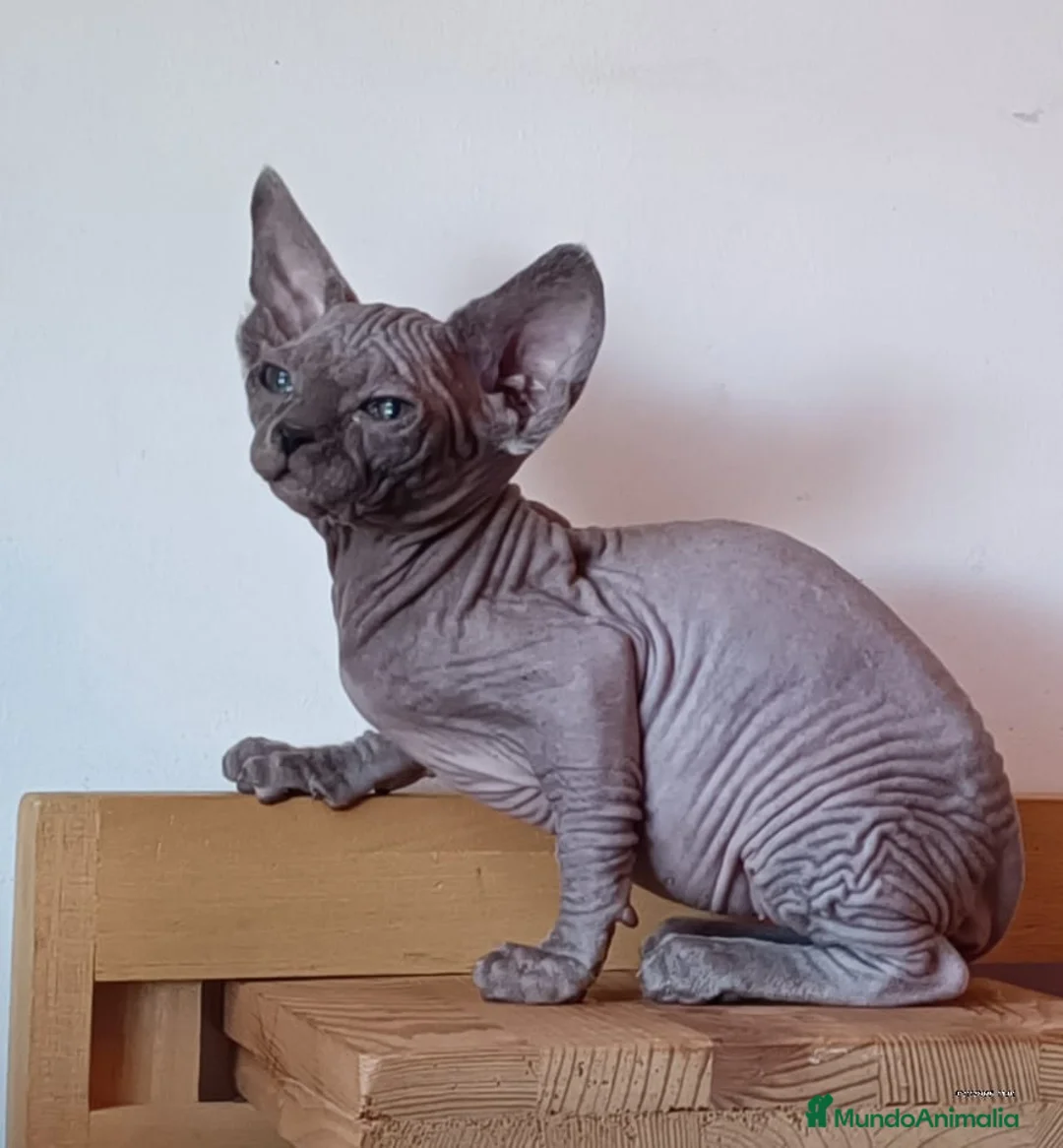 Sphynx gatos en venta: Sphynx en Sevilla  - Anuncio 3