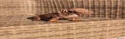 Teckel Miniatura perros en venta: Teckel Mini chocolate hembra y macho  - Anuncio 7