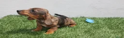 Teckel Miniatura perros en venta: Teckel Miniatura  - Anuncio 14