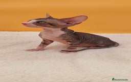 Sphynx gatos en venta: Preciosa hembrita tabby  - Imagen 3