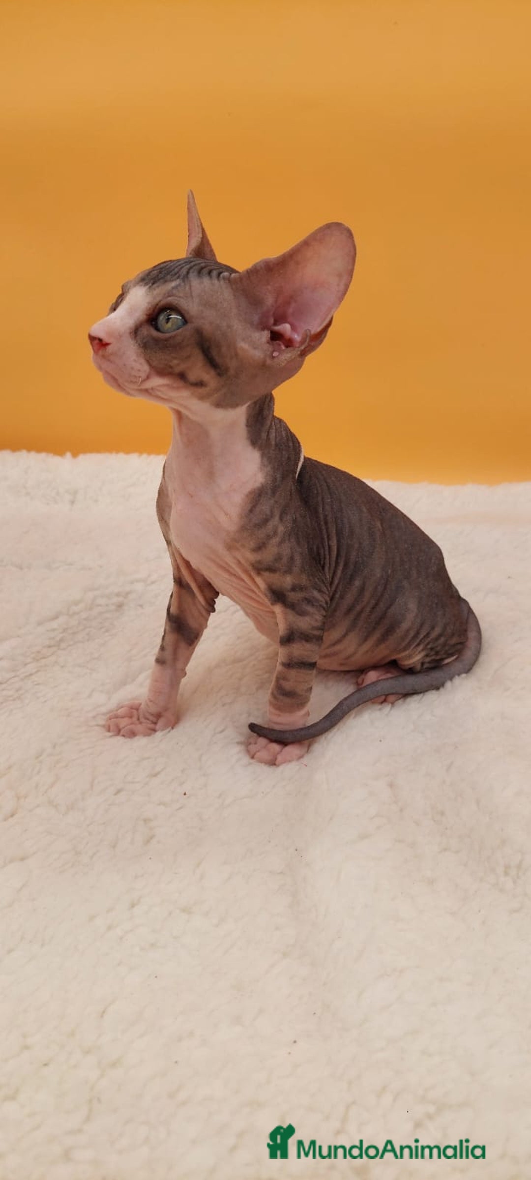 Sphynx gatos en venta: Preciosa hembrita tabby  - Imagen 3