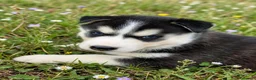 Husky Siberiano perros en venta: Husky siberiano  - Anuncio 3