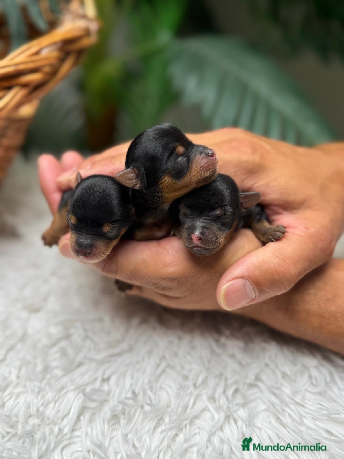 Yorkshire Terrier perros en venta: YORKSHIRE TERRIER - Anuncio 8