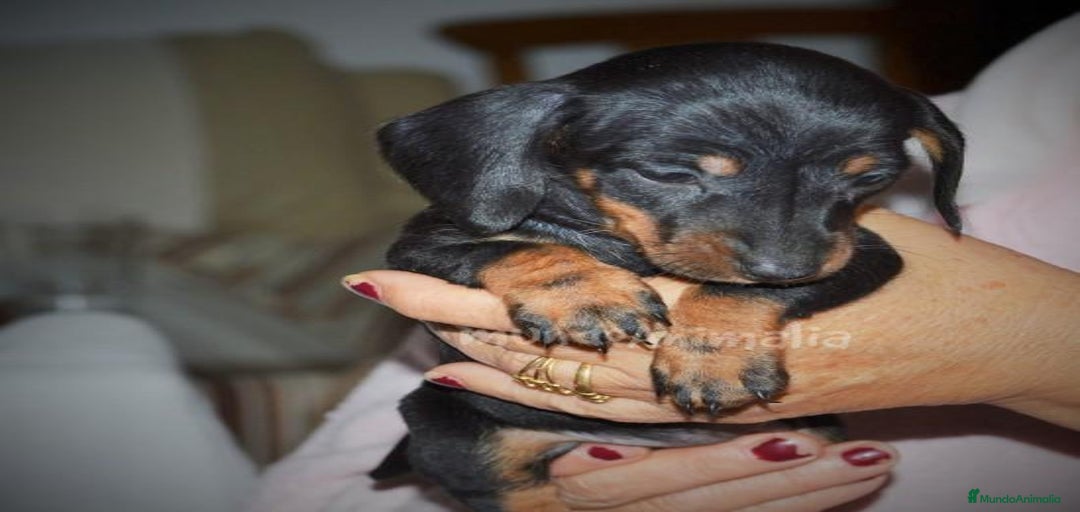 Imagen de galería {{count}}