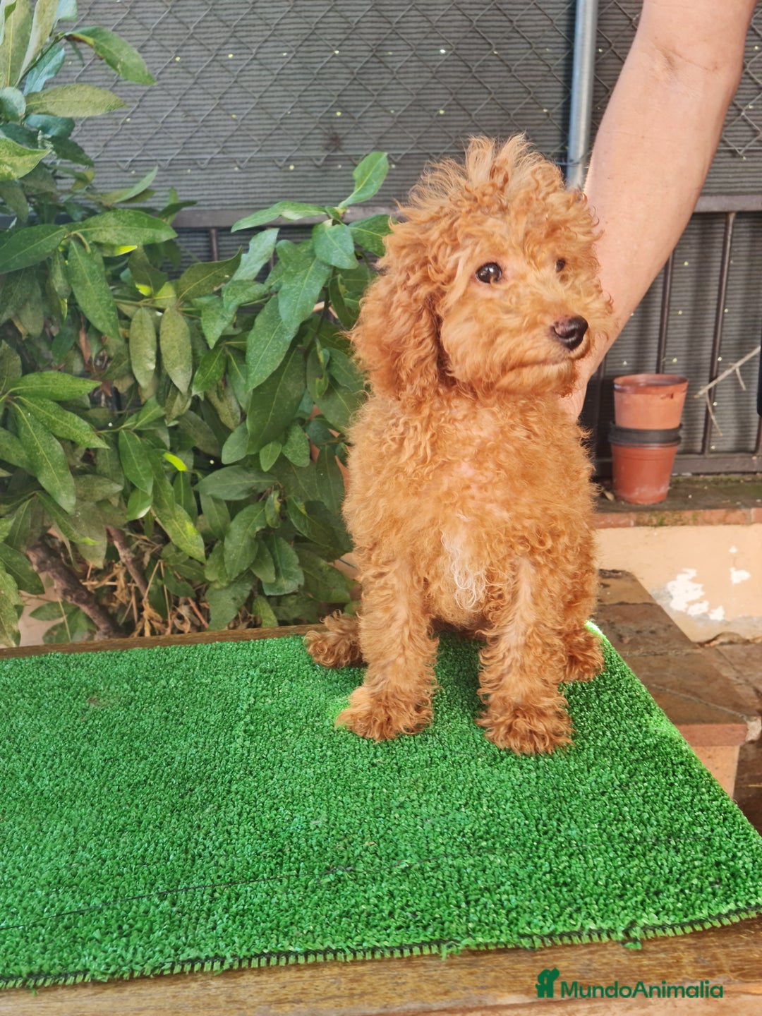 Caniche Enano perros en venta: Caniche  enano - Imagen 4