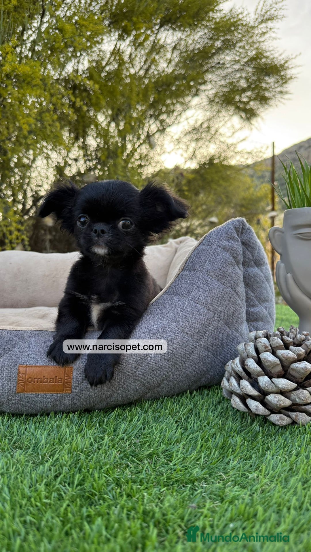 Chihuahua perros en venta: CHIHUAHUA PELO LARGO CACHORRO - Imagen 5