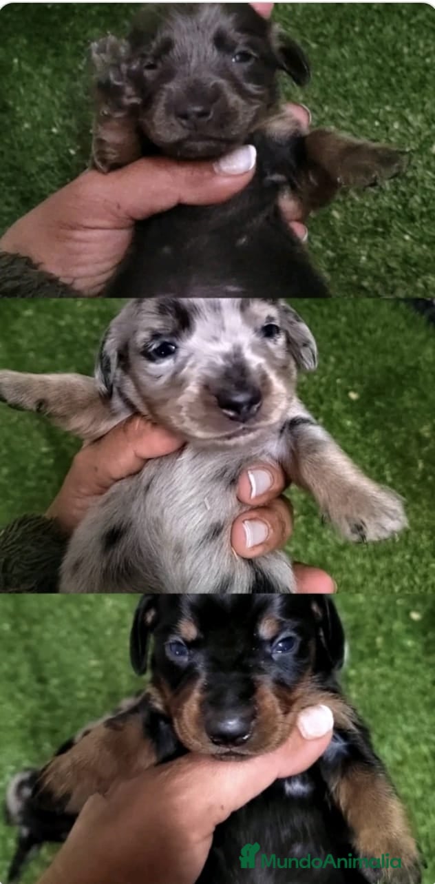 Teckel Miniatura perros Camada de Teckel Arlequin Miniatura - Anuncio 18