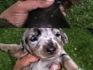 Teckel Miniatura perros Camada de Teckel Arlequin Miniatura - Anuncio 23