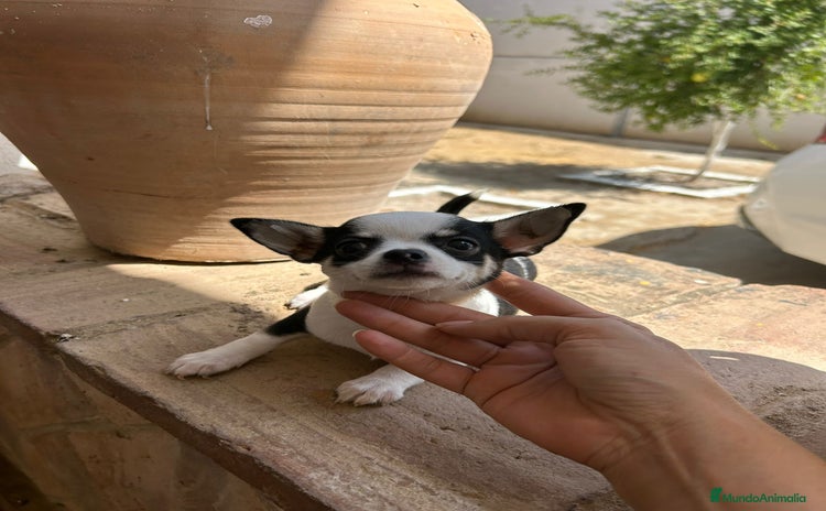 Chihuahua perros - Propaganda 3