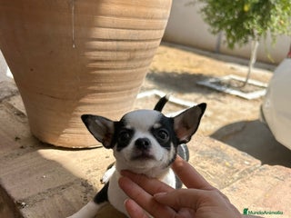 Chihuahua perros - Anuncio 24