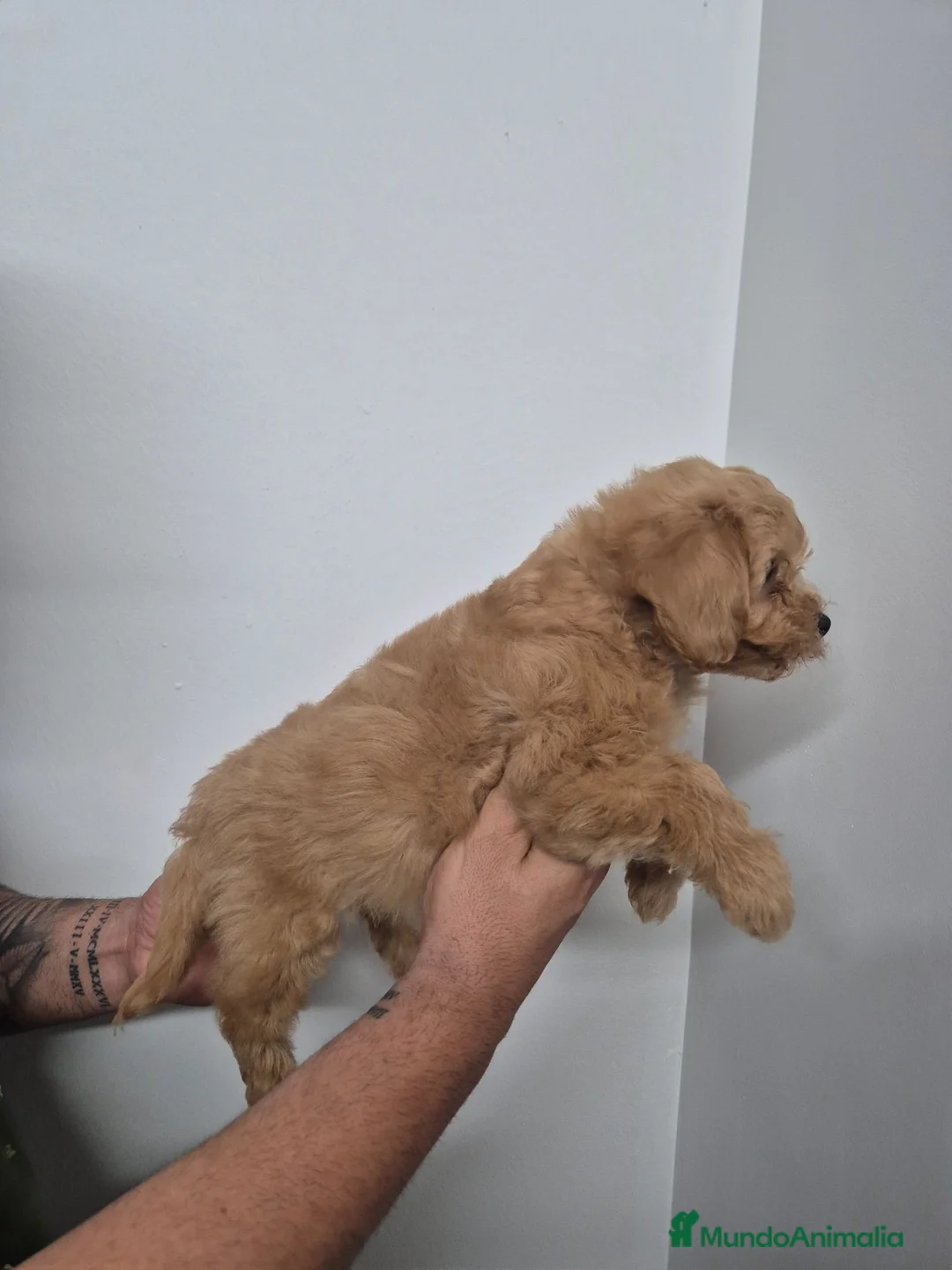 Maltipoo perros en venta: Maltipoo  - Anuncio 2