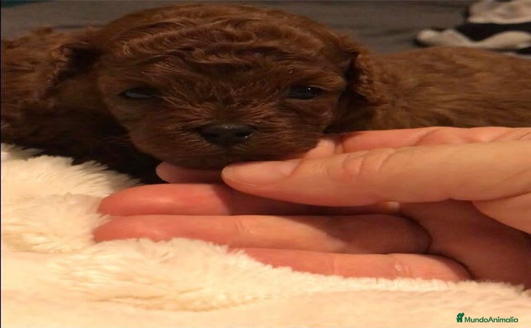 Caniche Toy perros en venta - Anuncio 3