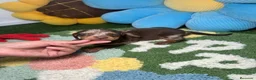 Teckel Miniatura perros en venta: Teckel Kaninchen Arlequin Chocolate - Anuncio 1