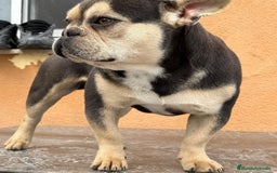Bulldog Francés perros en venta: Bulldog francés Blue tan  - Imagen 1