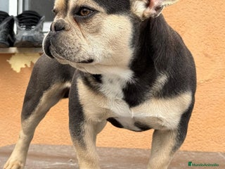 Bulldog Francés perros - Anuncio 7