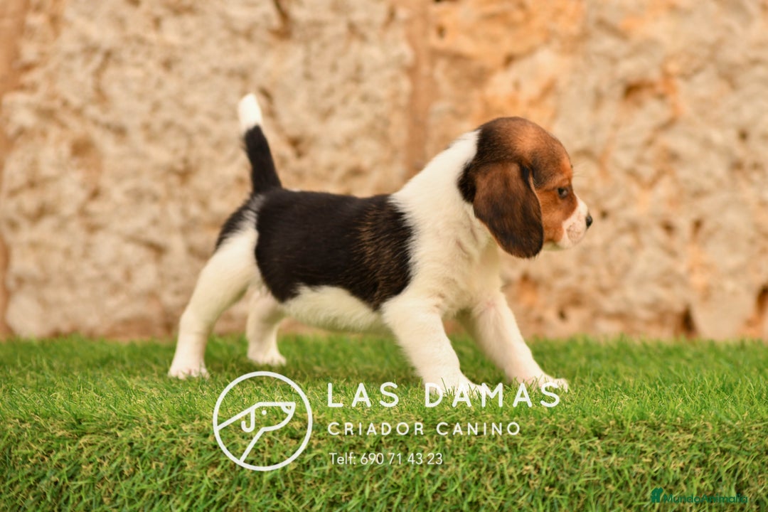 Beagle perros en venta: Beagle tricolor - Imagen 7