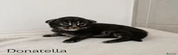 Maine Coon gatos en venta: Gatitos Maine Coon - Anuncio 2