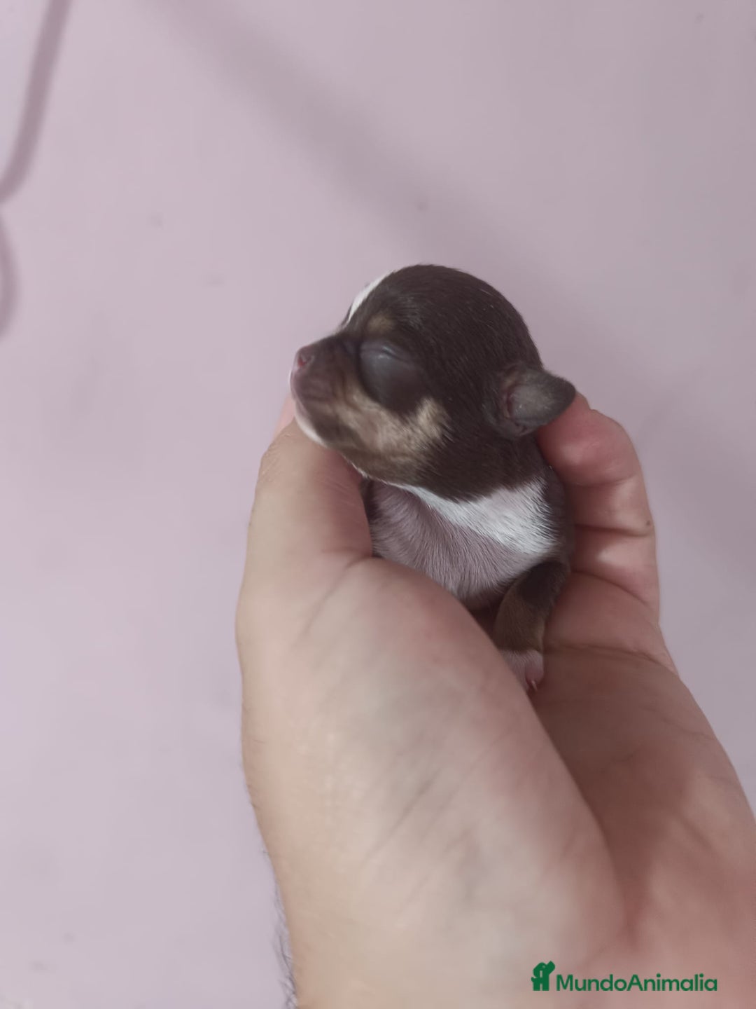 Chihuahua perros en venta: Toys chihuahua chocolate  - Imagen 1