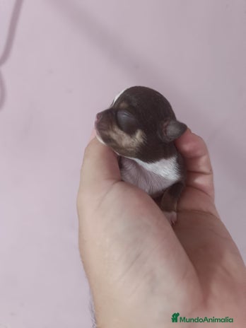 Chihuahua perros - Anuncio 10