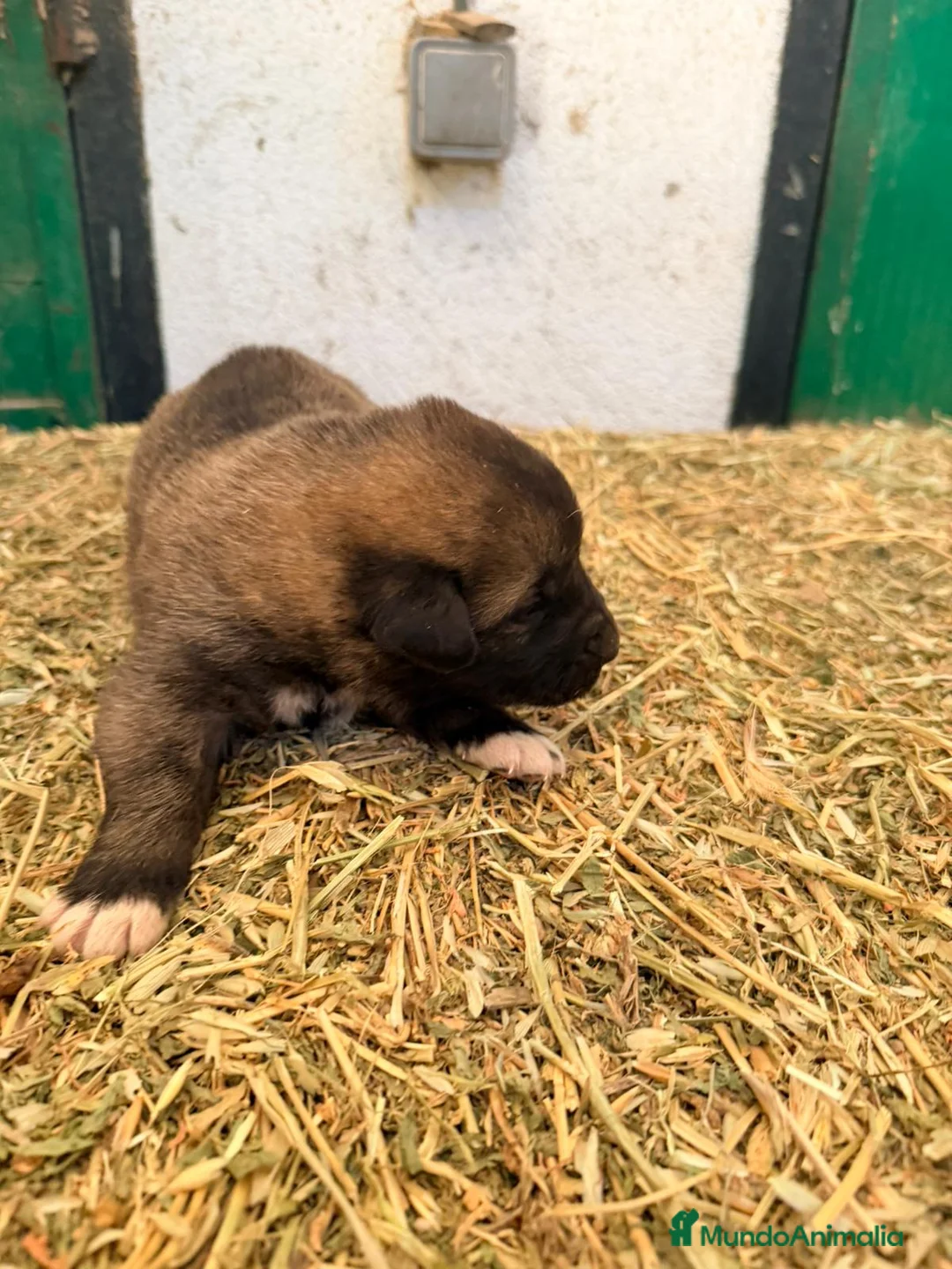 Raza Mixta perros en venta: Mestizo de mastín x Cáucaso  - Anuncio 12