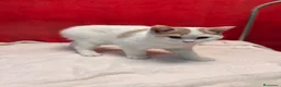 Británico de Pelo Corto gatos en venta: Soy Keko!!  - Anuncio 11