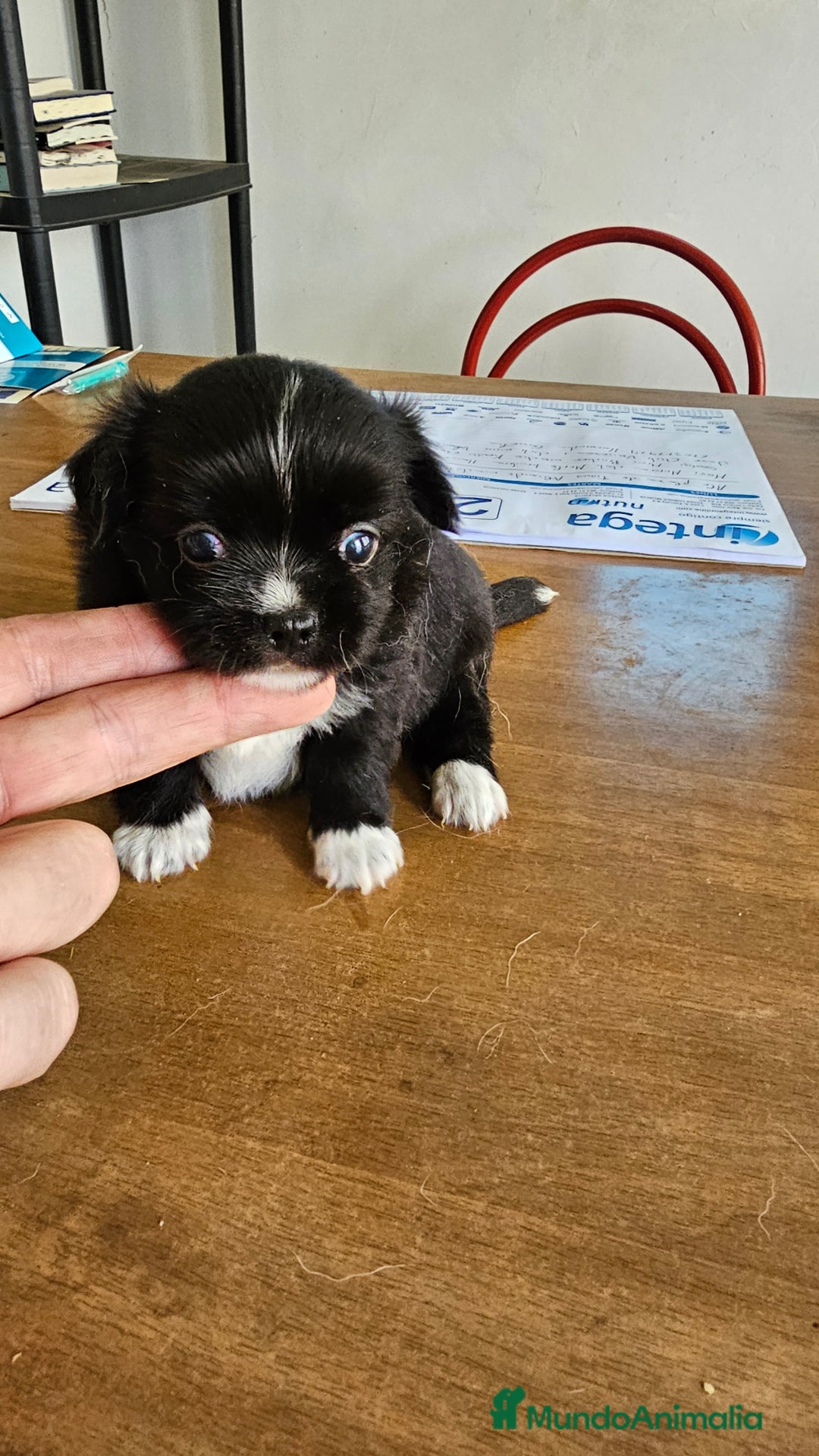 Chihuahua perros en venta: Preciosos chihuahuas mini - Imagen 5