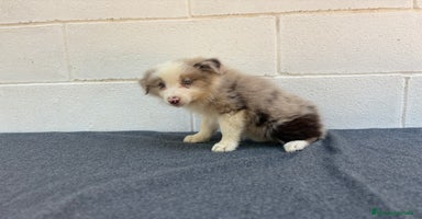 Border Collie perros - Propaganda 6