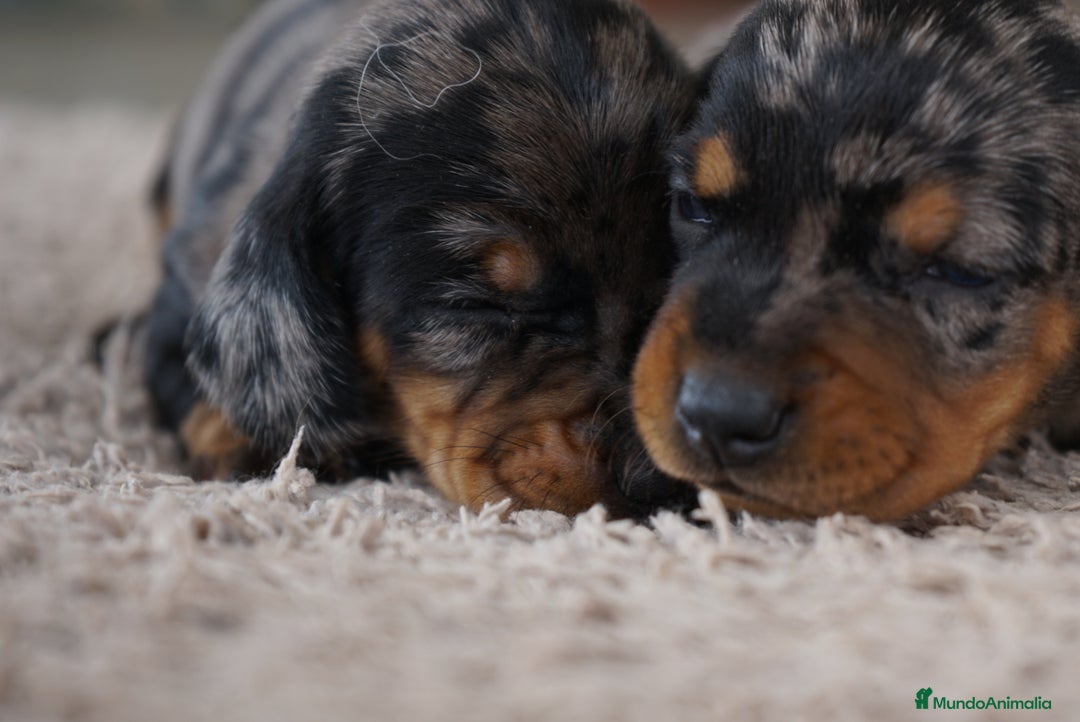 Teckel Miniatura perros en venta: 🐾 Fina y Delfina – Teckel miniatura 🐾 - Imagen 9