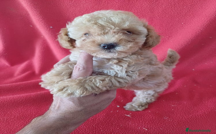 Caniche Enano perros - Anuncio 15