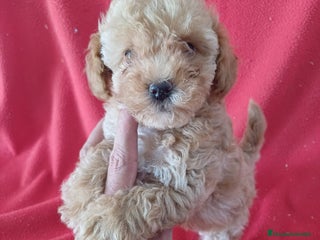 Caniche Enano perros - Anuncio 4