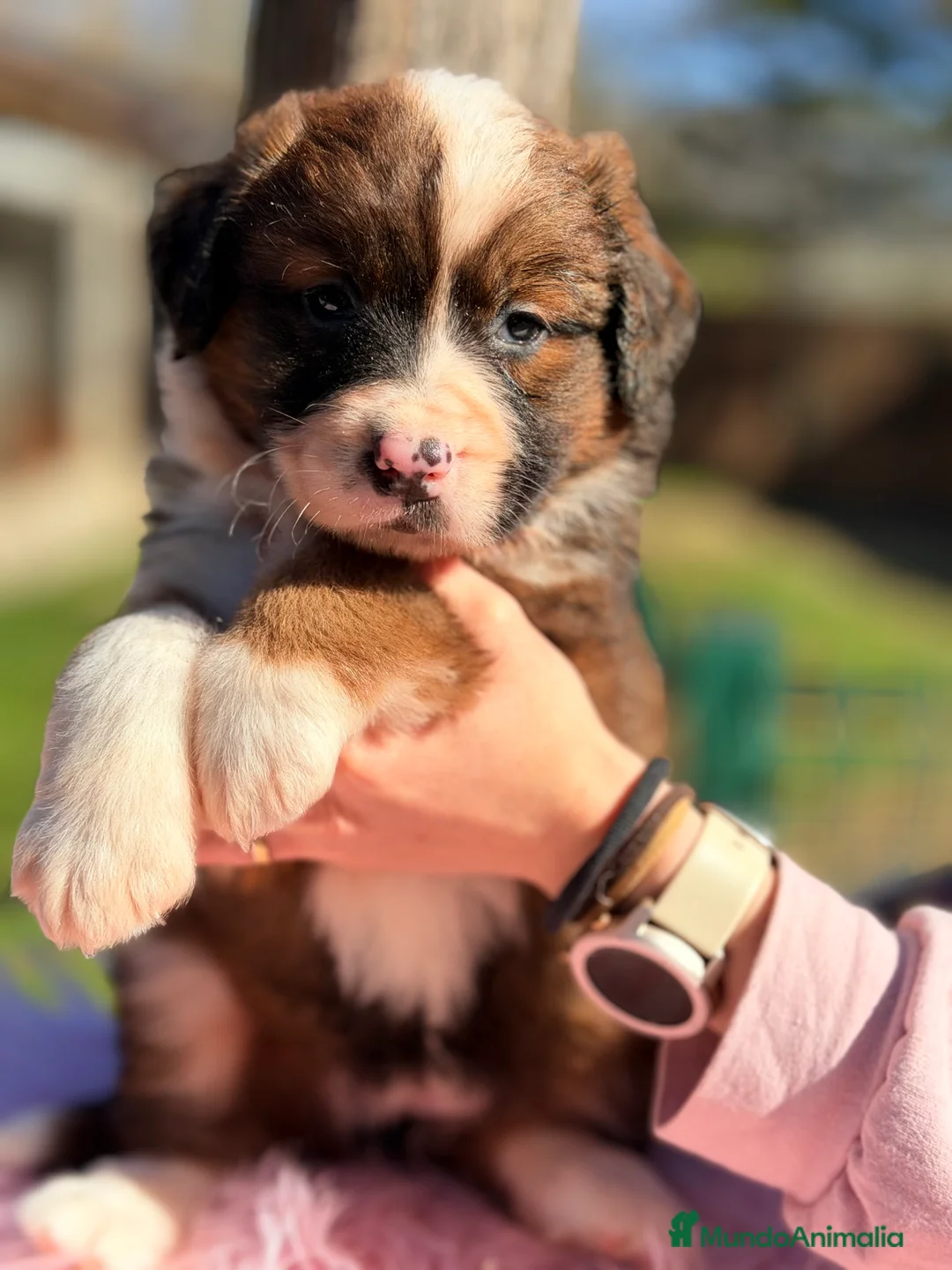 Raza Mixta perros en venta: San bernese  - Anuncio 2