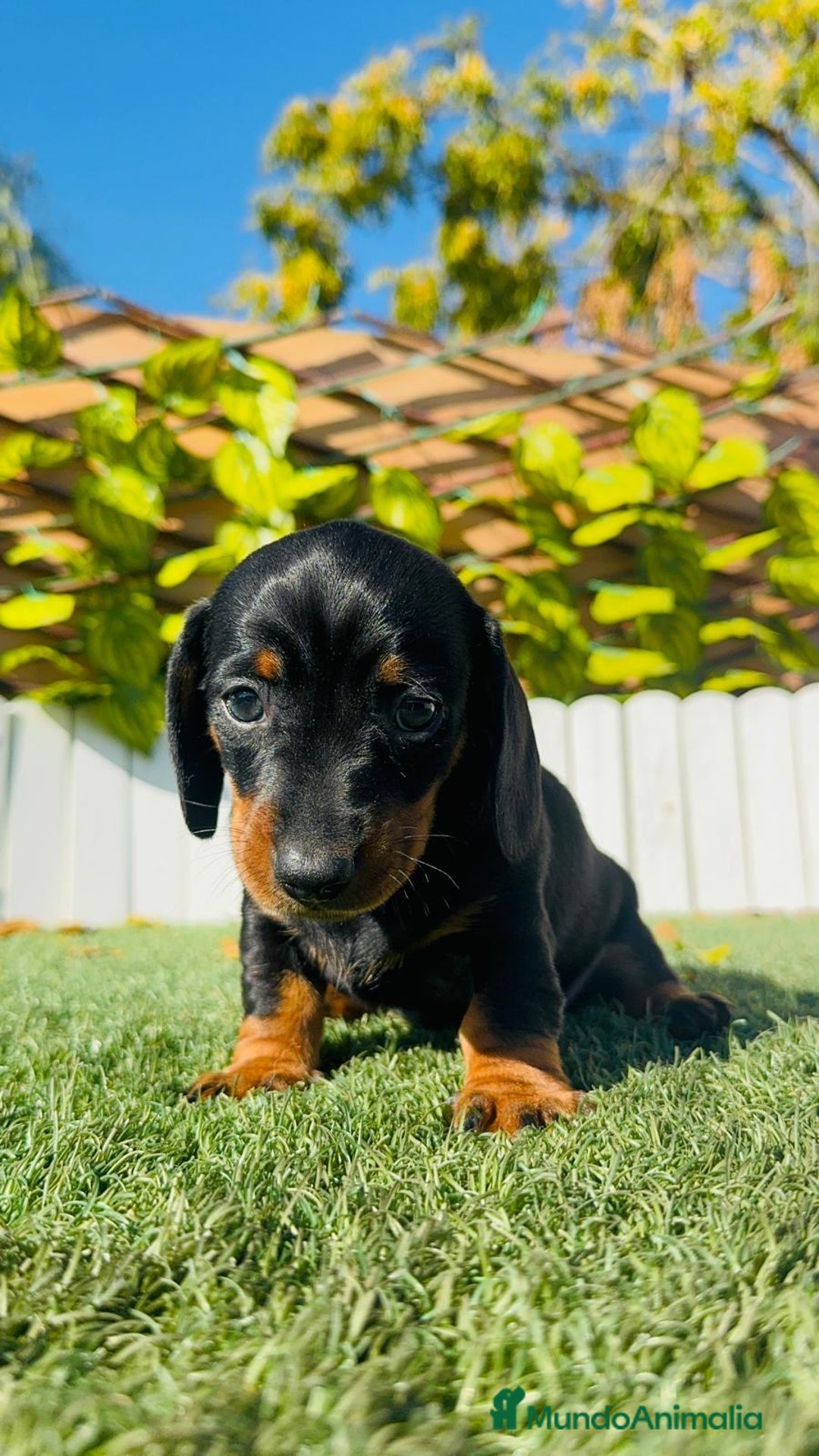 Teckel Miniatura perros en venta: TECKEL MINIATURA  - Anuncio 10