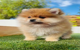 Pomerania perros en venta: POMERANIA MACHO - Imagen 2