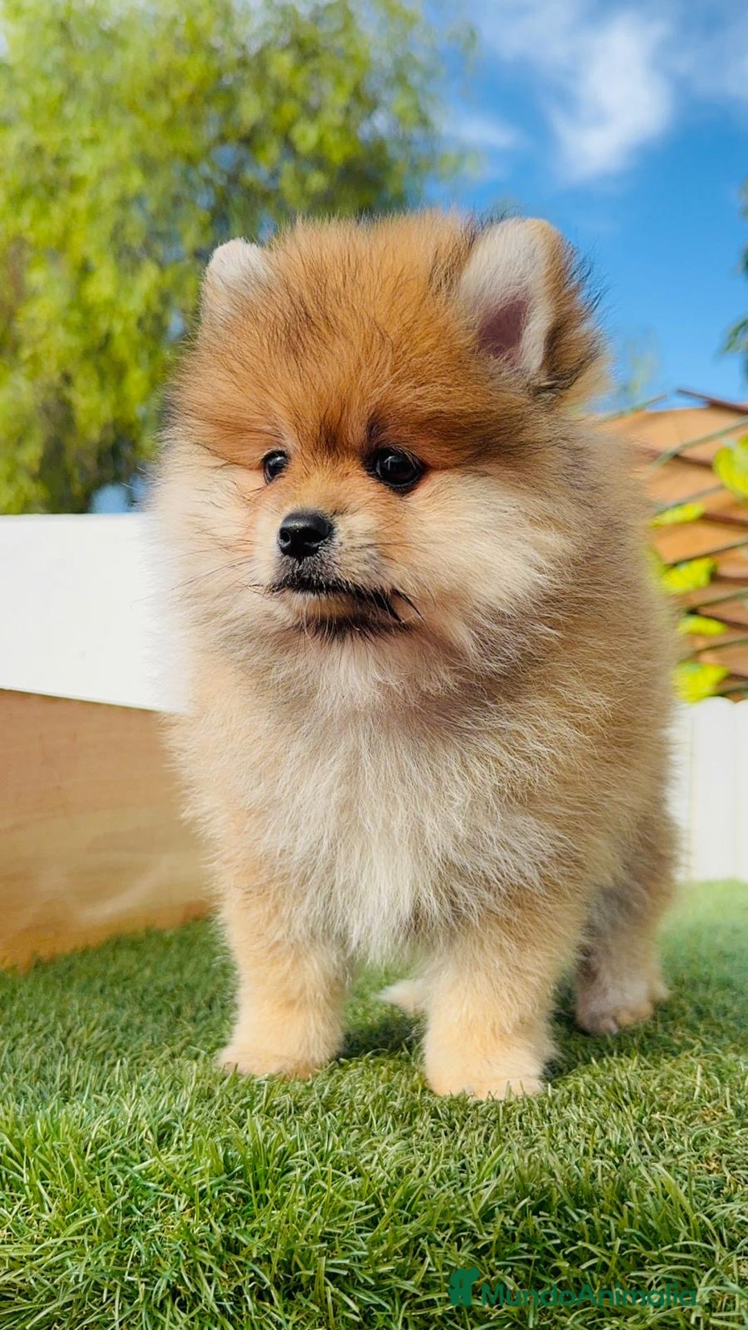 Pomerania perros en venta: POMERANIA MACHO - Imagen 2