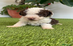 Perro de Agua Español perros en venta: PERRO DE AGUA ESPAÑOL MACHO - Imagen 16
