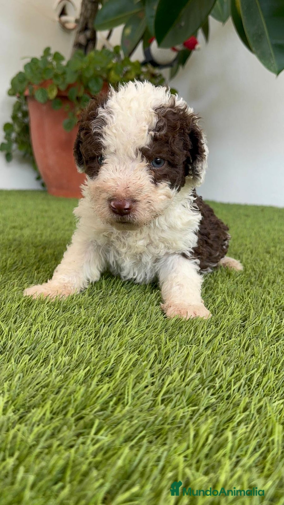 Perro de Agua Español perros en venta: PERRO DE AGUA ESPAÑOL MACHO - Imagen 16