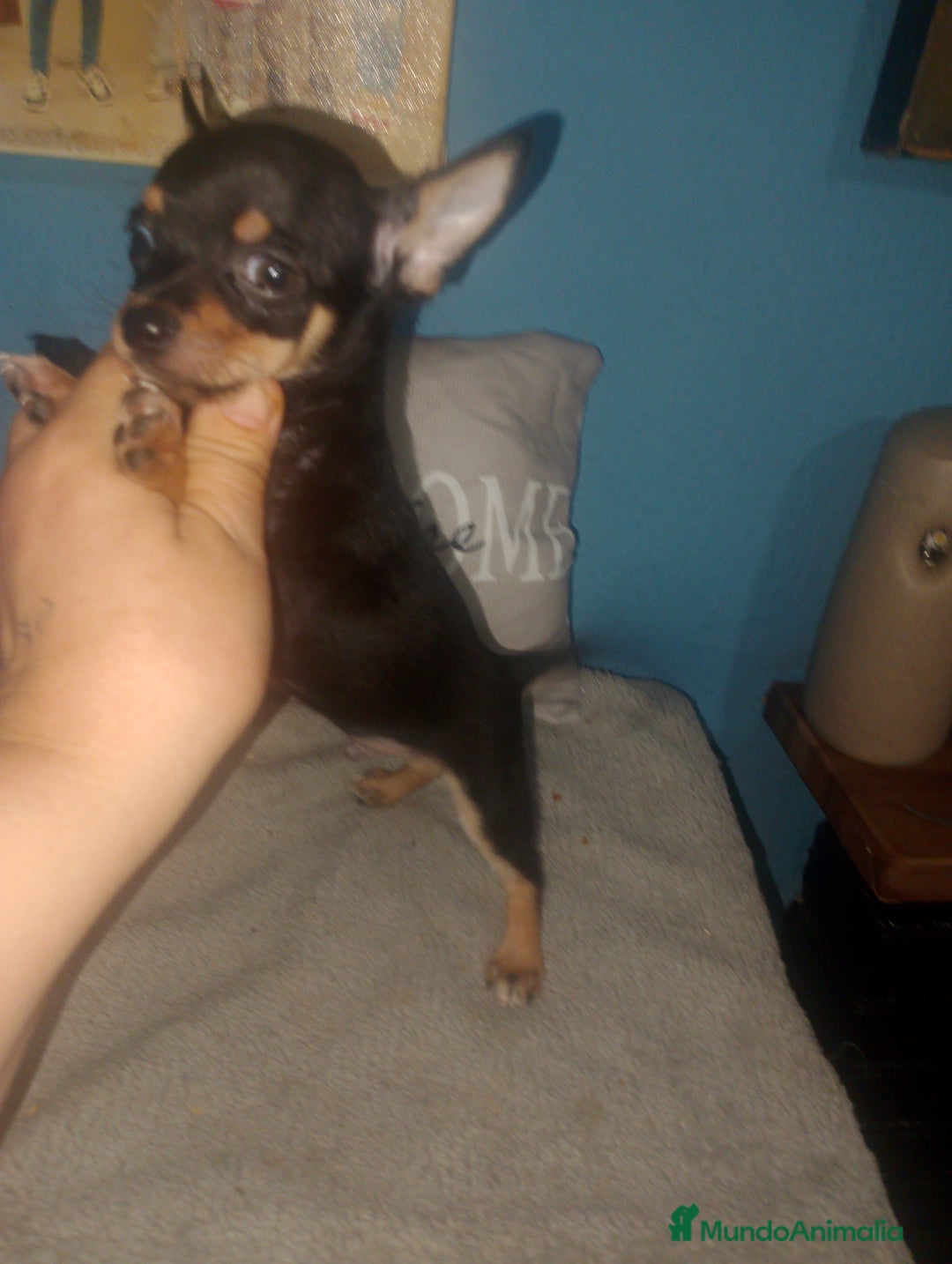 Chihuahua perros en venta: Camada para reservar  - Imagen 4