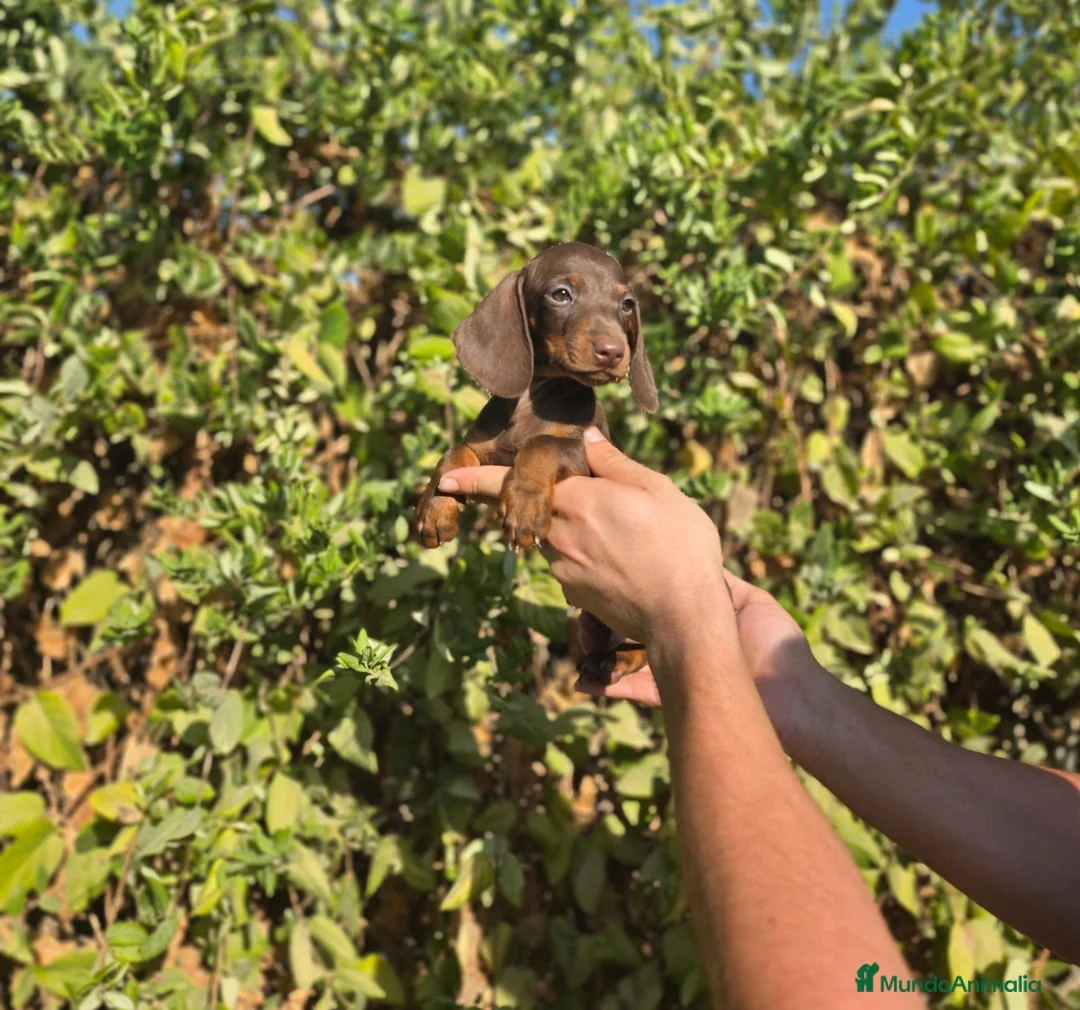 Teckel Miniatura perros en venta: TECKEL MINI & KANNINCHEN CHOCOLATE - Anuncio 2